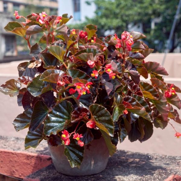 Potted plant with dark green leaves and small red flowers placed on an outdoor surface. Buildings and greenery are visible in the background.