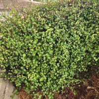 Dense green foliage with small round leaves forms a hedge next to a stone structure, enhanced by the elegant Jacaranda 'Bonsai Blue' (PBR) 20" Pot, adding purple blooms to the lush scene.