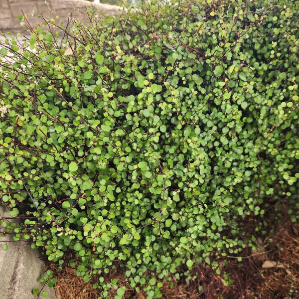 Dense green foliage with small round leaves forms a hedge next to a stone structure, enhanced by the elegant Jacaranda 'Bonsai Blue' (PBR) 20" Pot, adding purple blooms to the lush scene.