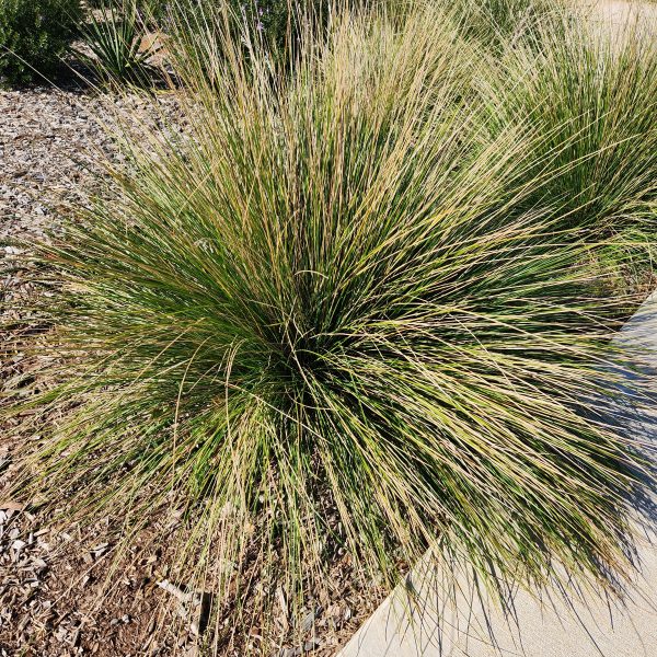A bushy clump of ornamental grass with long, thin blades grows next to a pathway in a landscaped area.