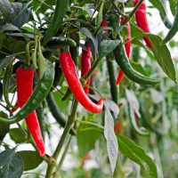 Bright red and green chili peppers hang vibrantly from a Capsicum 'Mr Big' Chilli Pepper plant in an outdoor garden, thriving in a modest 4" pot.