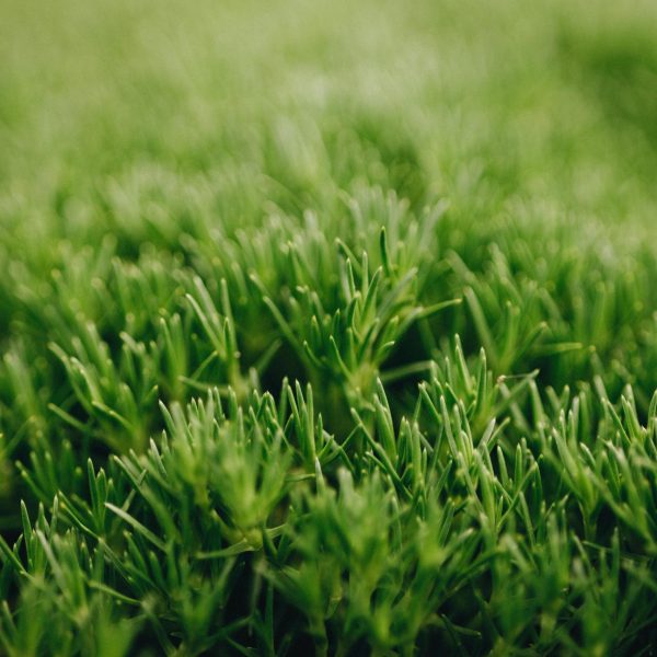 Close-up of green grass blades, showing sharp, pointed tips and a lush, dense texture, reminiscent of the best magnolias.