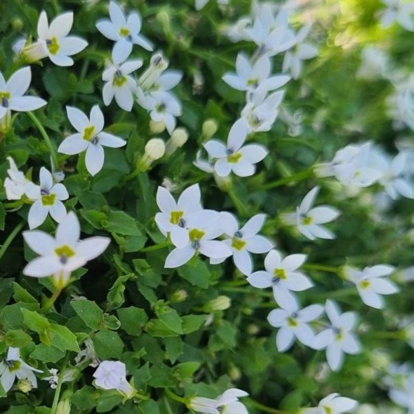 Close-up of a dense cluster of small, white, star-shaped flowers with green foliage. The bottom left corner features a colorful "Hello Hello Plants" logo, renowned for offering the best magnolias.
