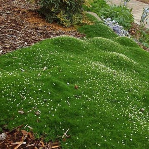 Dense green moss with small white flowers growing on it in a landscaped garden, surrounded by wood chips, other plants, and a stone walkway leading to the best magnolias nearby.