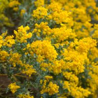 Close-up of bright yellow blossoms clustered on branches of a flowering shrub, Acacia howittii 'Sticky Wattle' in a 10" pot. Green foliage is interspersed throughout.