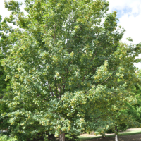 A leafy green tree stands outdoors on a sunny day, surrounded by a small patch of brown soil and other greenery in the background.