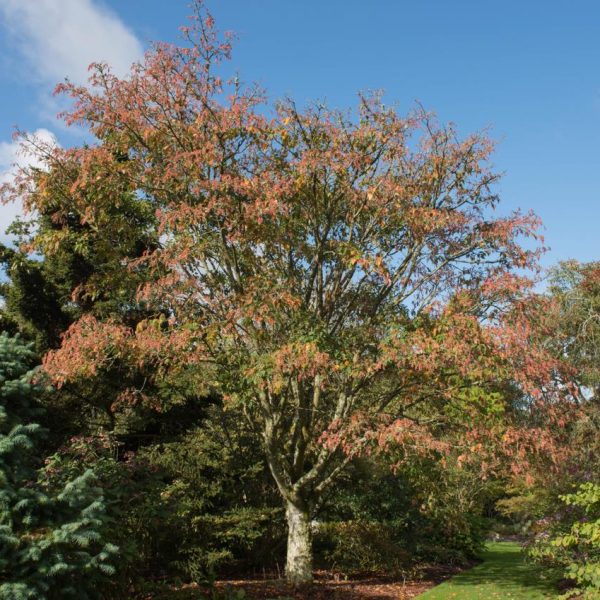 An eye-catching Acer 'Snake Bark' Maple with red-tinged foliage stands amidst other green trees and bushes in a garden under a clear blue sky, planted in a 16" pot.