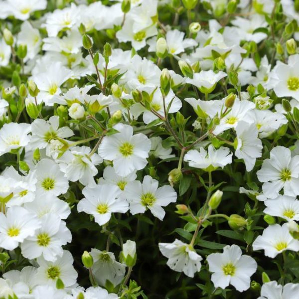 A dense cluster of small white flowers with green centers and numerous unopened buds amidst green foliage, resembling the delicate beauty of Arenaria 'Mountain Sandwort'.