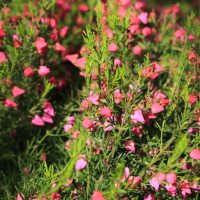 A close-up of the Boronia 'Flamingo' 6" Pot (Copy) foliage reveals dense greenery adorned with small pink and red flowers in bloom.