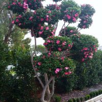 Tall Camellia sasanqua 'Hiryu' in a 16" Pot, boasting clusters of bright pink flowers and lush green foliage, stands near a hedge and a pedestrian pathway. Fallen pink petals are scattered on the ground, as if from an elegant Hiryu variety.