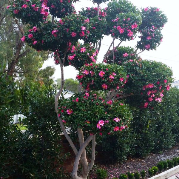 Tall Camellia sasanqua 'Hiryu' in a 16" Pot, boasting clusters of bright pink flowers and lush green foliage, stands near a hedge and a pedestrian pathway. Fallen pink petals are scattered on the ground, as if from an elegant Hiryu variety.