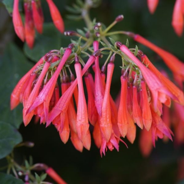Close-up of a cluster of tubular, red-orange flowers hanging downward, surrounded by green foliage.