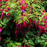 A dense bush in a 6" pot, known as Fuchsia 'Sundancer,' features abundant green leaves with numerous vibrant fuchsia flowers, each adorned with purple petals and elongated pink sepals.