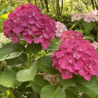 Close-up of large clusters of vibrant pink Hydrangea Schroll 'Popcorn Candy' flowers, tinged with hints of red and purple for a touch of romance, nestled among lush green leaves with delicate light pink and white hydrangea clusters in the background, all beautifully presented in an 8" pot.