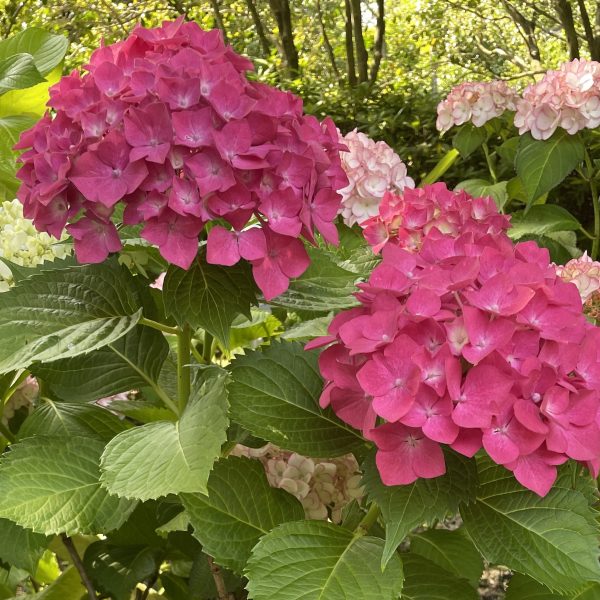 Close-up of large clusters of vibrant pink Hydrangea Schroll 'Popcorn Candy' flowers, tinged with hints of red and purple for a touch of romance, nestled among lush green leaves with delicate light pink and white hydrangea clusters in the background, all beautifully presented in an 8" pot.