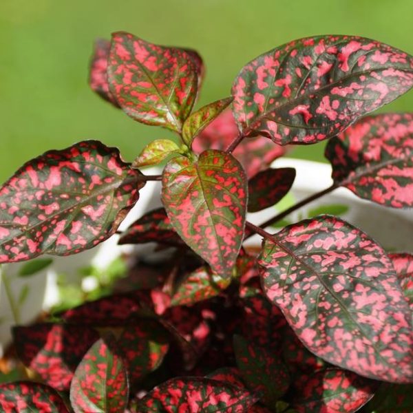 A potted Hypoestes 'Splash Mix' plant with green and pink variegated leaves stands gracefully against a blurred green background.