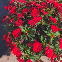 An aerial view captures a densely packed circular arrangement of Impatiens 'Red' with vibrant red blooms and lush green foliage, all thriving in a 4" pot.