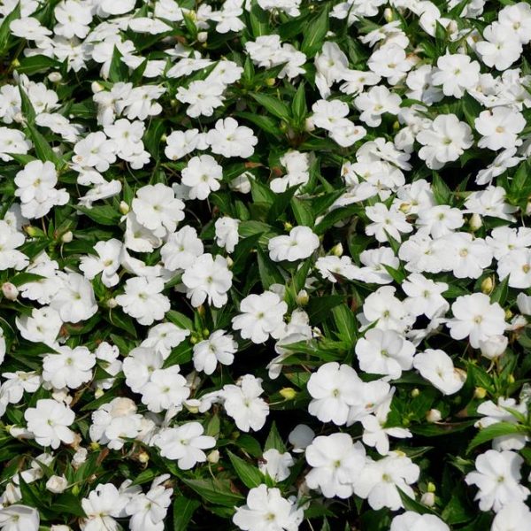 A dense cluster of Impatiens 'White' flowers in a 4" pot, accentuated by vibrant green leaves.