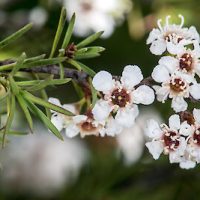 Close-up of a Kunzea 'Snowman' branch with slender green leaves and clusters of small white flowers with dark centers in full bloom, thriving in an 8" pot.