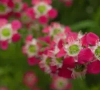 Close-up of the vibrant pink flowers of Leptospermum 'New Zealand Tea Tree' 6" Pot, featuring green centers and white fringes against a softly blurred green background.