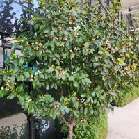 A small tree with green leaves and some brown spots is planted next to a building with glass windows, reflecting the tree and surrounding area. The tree is surrounded by a green hedge.