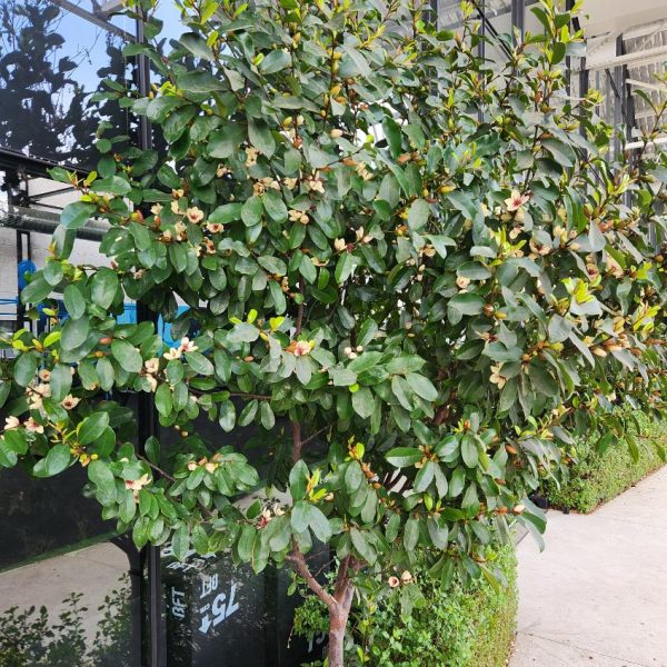 A small tree with green leaves and some brown spots is planted next to a building with glass windows, reflecting the tree and surrounding area. The tree is surrounded by a green hedge.