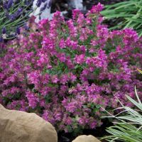 A flowering bush with clusters of small, pink-purple blooms is surrounded by various green plants, including Origanum 'Dingle Fairy' in a 4" pot, and brown rocks.