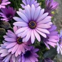 A close-up of the Osteospermum 'Serenity™ Spring Day' African Daisy reveals purple and lavender petals with yellow centers, beautifully open and slightly overlapping, perfectly capturing the essence of a serene spring day in the garden.