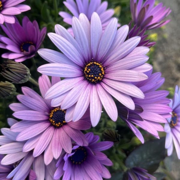 A close-up of the Osteospermum 'Serenity™ Spring Day' African Daisy reveals purple and lavender petals with yellow centers, beautifully open and slightly overlapping, perfectly capturing the essence of a serene spring day in the garden.