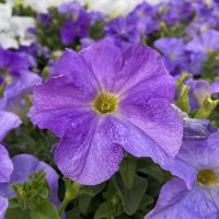 Close-up of a vibrant purple petunia from the Petunia 'Dreams™ White' series, nestled among other purple and white petunias in a garden.