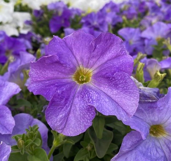Close-up of a vibrant purple petunia from the Petunia 'Dreams™ White' series, nestled among other purple and white petunias in a garden.