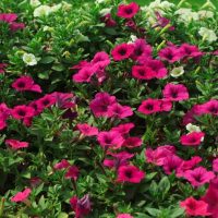 A lush garden bed filled with vibrant pink and white petunias from a 4" pot, surrounded by dense green foliage, is complemented by the stunning hues of Petunia 'Dreams™ Blue' from a 4" Pot.