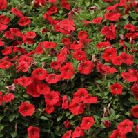 A dense bed of vibrant Petunia 'Dreams™ Burgundy' in full bloom, surrounded by lush green foliage, each nestled in a 4" pot.