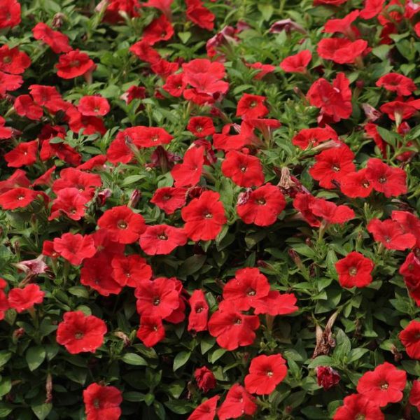 A dense bed of vibrant Petunia 'Dreams™ Burgundy' in full bloom, surrounded by lush green foliage, each nestled in a 4" pot.