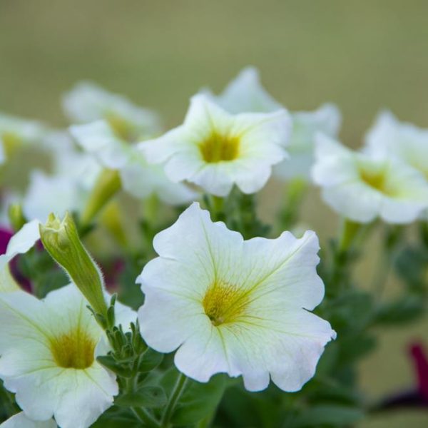 Close-up of Petunia 'Dreams™ White' flowers, featuring yellow centers blooming on green stems in a 4-inch pot, set against a blurred background.
