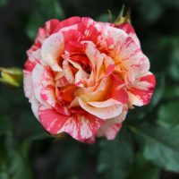 A close-up of a Rose 'Alfred Sisley' Bush Form, showcasing its pink and white variegated petals against a backdrop of lush green leaves.