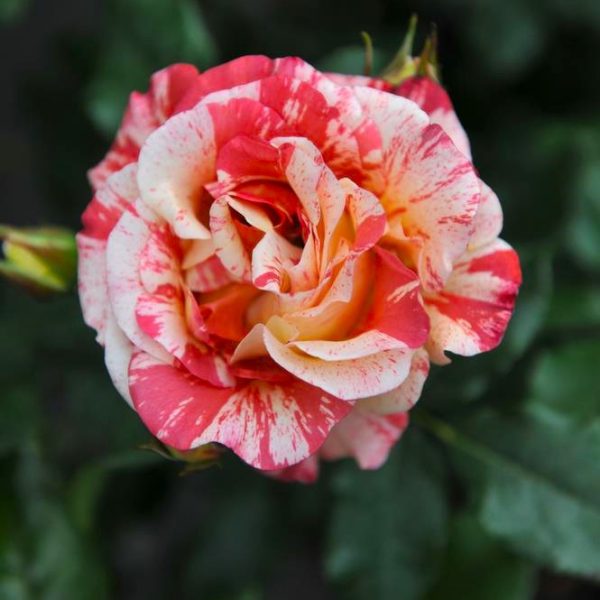 A close-up of a Rose 'Alfred Sisley' Bush Form, showcasing its pink and white variegated petals against a backdrop of lush green leaves.