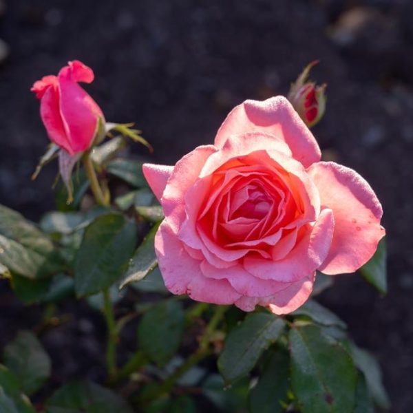 Close-up of a blooming yellow Rose 'Golden Years' 2ft Standard surrounded by rosebuds and green leaves against a dark background.