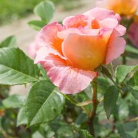 Close-up of a blooming Rose 'Magic Fire' Bush Form, showcasing stunning pink and orange hues against vibrant green leaves, set against a blurred background of grass and a walkway.