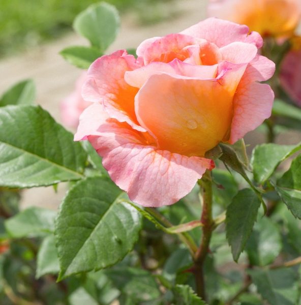 Close-up of a blooming Rose 'Magic Fire' Bush Form, showcasing stunning pink and orange hues against vibrant green leaves, set against a blurred background of grass and a walkway.