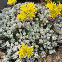 Sedum spathulifolium Silver Fairy Cushion Stonecrop Succulent Groundcover Grey or Silver Blob