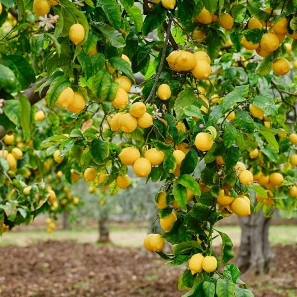 Branches of a lemon tree laden with ripe yellow lemons and green leaves in a garden setting.