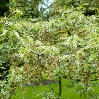 Variegated tree branches with green leaves and clusters of small seeds hanging down, set against a blurred green background.