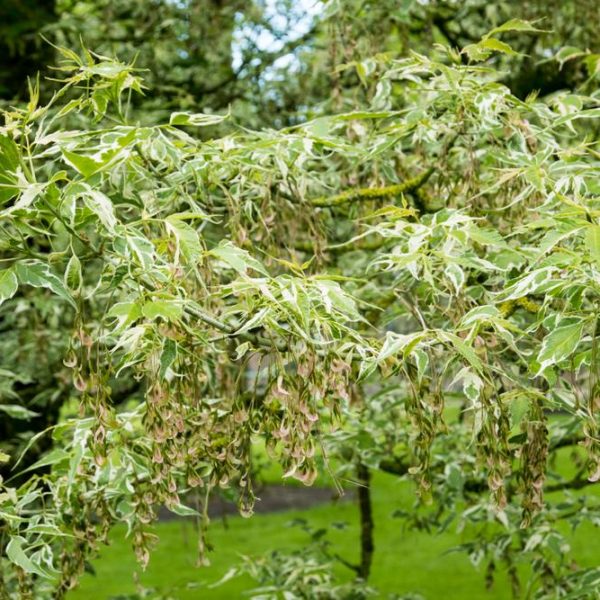 Variegated tree branches with green leaves and clusters of small seeds hanging down, set against a blurred green background.