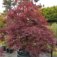 A potted Japanese maple tree with dark red leaves, surrounded by other plants and trees in a garden setting.