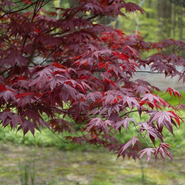 Close-up of a Japanese maple tree with red leaves, set against a blurred background of greenery and a road.