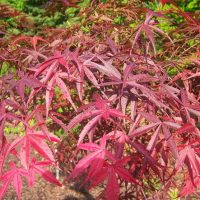 Image shows digital distortion with horizontal red, yellow, and orange lines partly obscuring an Acer 'Red Pygmy' Japanese Maple in a 13" pot.