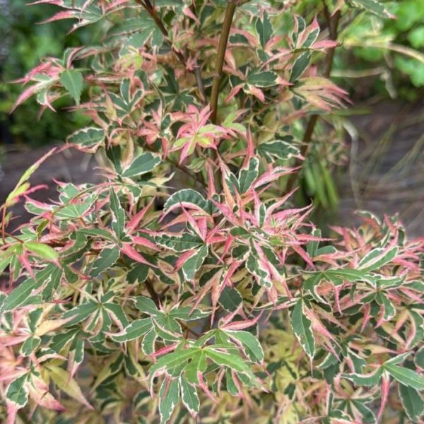 A close-up of an Acer 'Matsukaze' Japanese Maple (Standard) in a 10" pot, showcasing its variegated green and pink leaves with pointed edges and a bushy appearance.