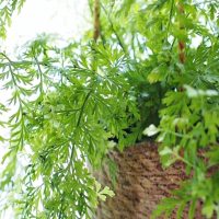 A woven basket holds lush, vibrant green fern leaves, with a few fronds extending outward.