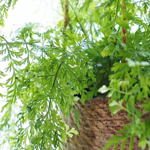 A woven basket holds lush, vibrant green fern leaves, with a few fronds extending outward.